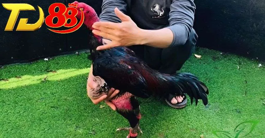 Cách chọn gà đá hay dựa vào phần đầu gà được nhiều sư kê áp dụng