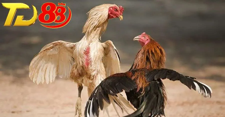 Dựa vào đuôi để đánh giá chính xác khả năng đá của gà chiến