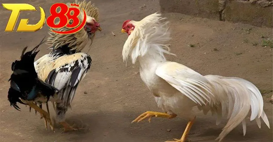 Quan sát thật kỹ các bộ phận để chọn ra được chiến kê xuất sắc
