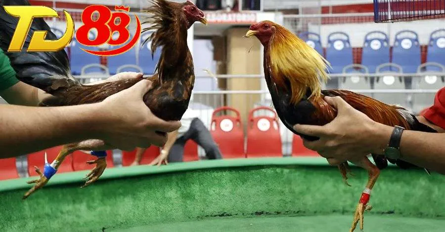 Đá gà Campuchia được tổ chức chuyên nghiệp, pháp lý rõ ràng