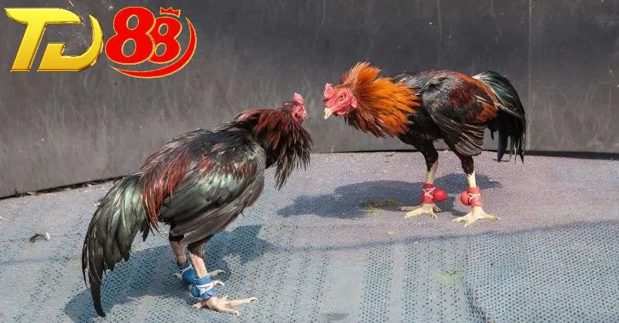 Mỗi hiệp đá gà Campuchia thường kéo dài 15 phút