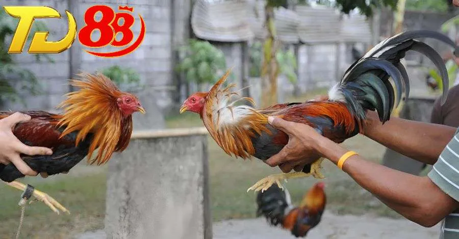 Các trận đá gà nòi Philippines được tổ chức chuyên nghiệp