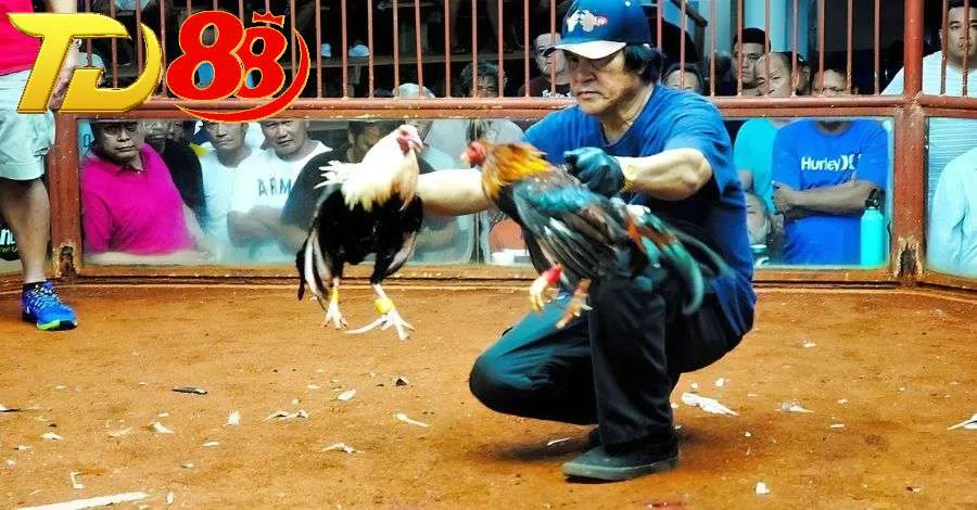 Đá gà Philippines cung cấp nhiều lựa chọn cược khác nhau