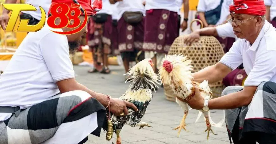 Đá gà Thomo được chính phủ Campuchia công nhận và cấp phép hoạt động