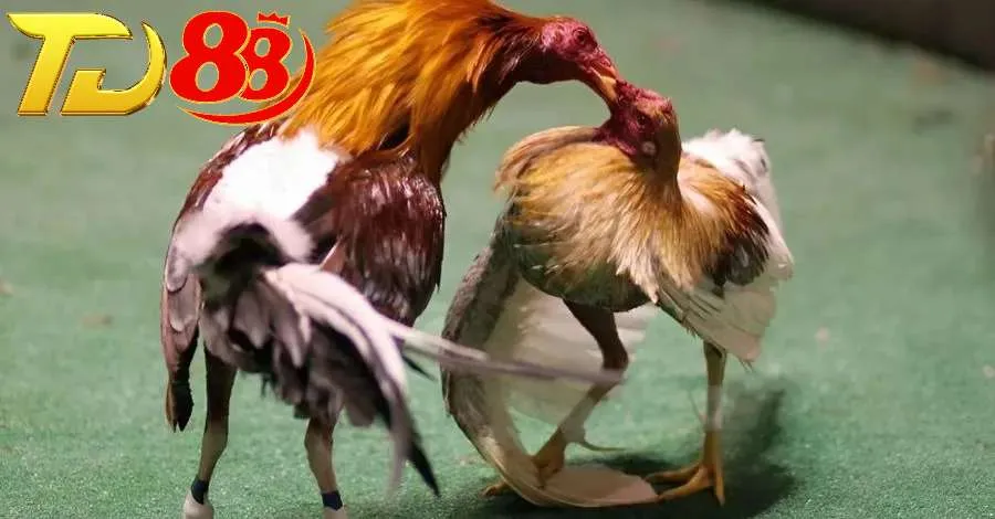 Hình thức cược đá gà Thomo theo điểm số được đông đảo bet thủ lựa chọn