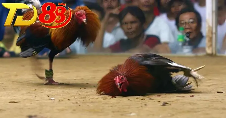 Luật chơi cá cược đá gà Thomo tuân thủ theo quy định quốc tế