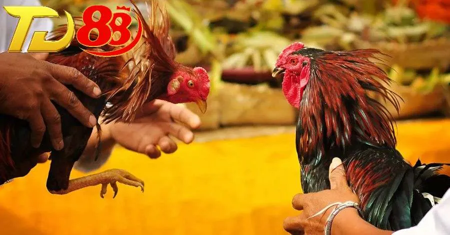 Mỗi trận đá gà trực tiếp đều được quy định rõ ràng để thời gian thi đấu
